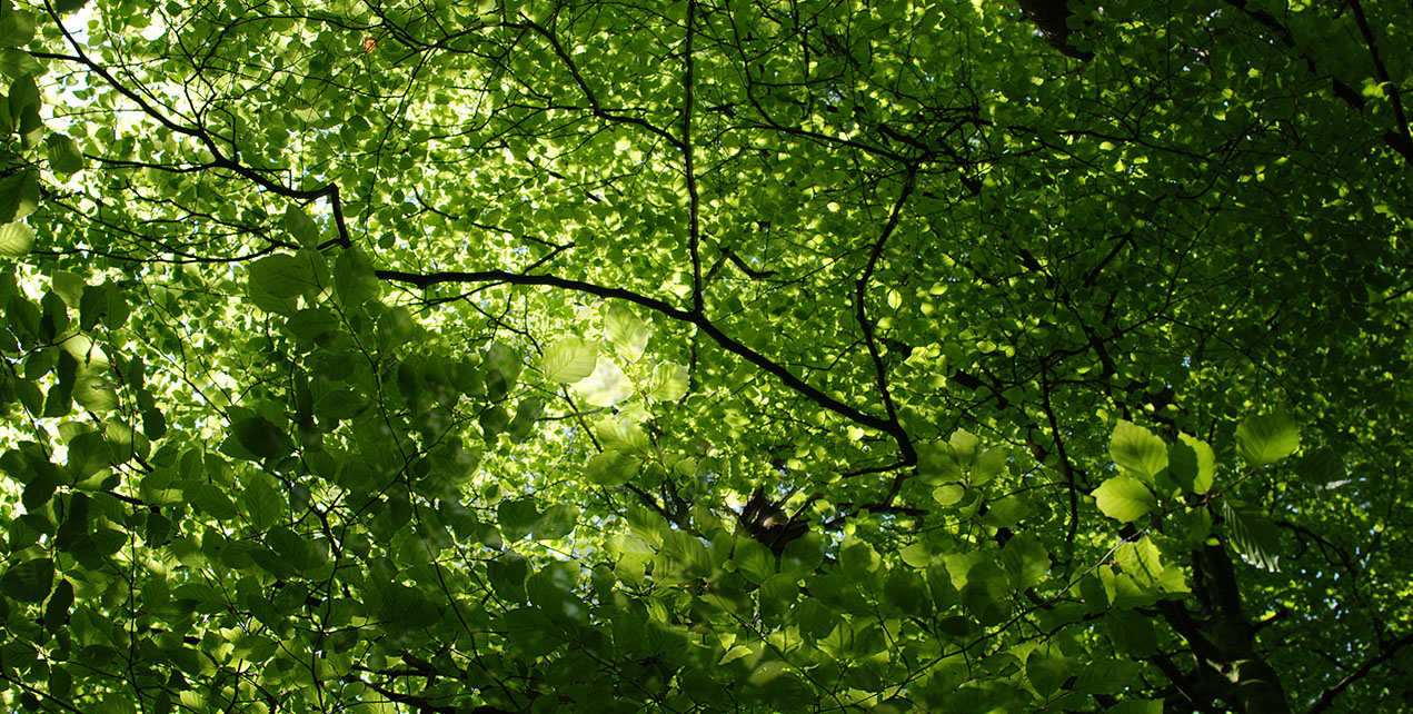 Close-up Low Angle View Of Trees